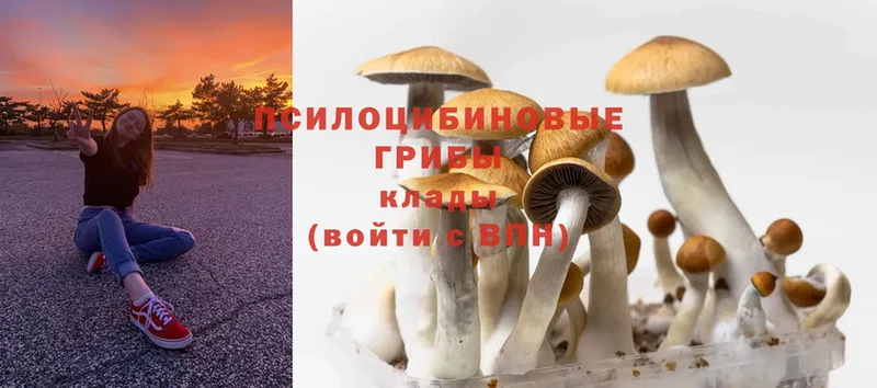 Псилоцибиновые грибы Psilocybine cubensis  дарнет шоп  Донской 